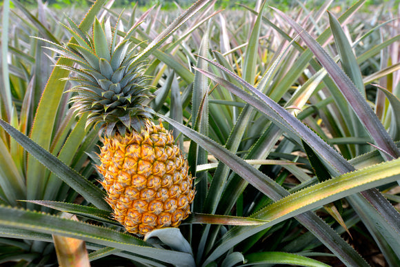 Pineapples  - Sri Lankan Fresh Pineapples - LK Trading Lanka (Private) Limited