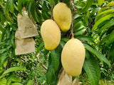 TJC Mango  Sri Lankan Yellow mango - LK Trading Lanka (Private) Limited