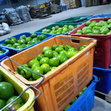 Avocado suppliers exporters
