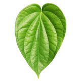 Betel Leaves paan leaf Exporters Supplier Sri Lanka LK Trading Lanka (Private) Limited