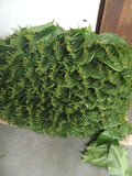 Betel Leaves paan leaf Exporters Supplier Sri Lanka LK Trading Lanka (Private) Limited