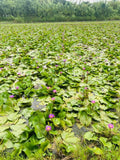 Dehydrated Blue Water Lily Flowers Exporters Supplier Sri Lanka LK Trading Lanka (Private) Limited