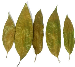 Dehydrated Mango Leaves