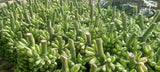 Fresh Banana  (Sweet banana, Sour banana) Exporters Supplier Sri Lanka LK Trading Lanka (Private) Limited