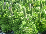 Fresh Banana  (Sweet banana, Sour banana) Exporters Supplier Sri Lanka LK Trading Lanka (Private) Limited