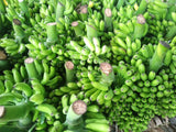 Fresh Banana  (Sweet banana, Sour banana) Exporters Supplier Sri Lanka LK Trading Lanka (Private) Limited