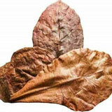 Indian_almond_leaves Terminalia catappa nut tree leaf suppliers