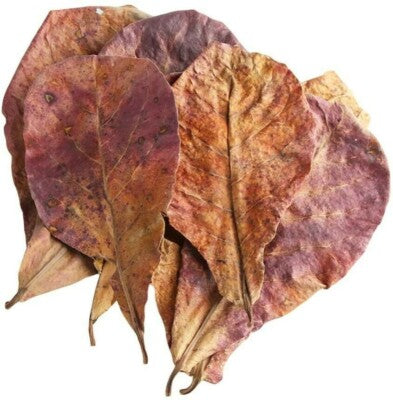 Indian_almond_leaves Terminalia catappa nut tree leaf supplier