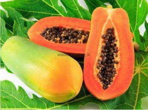 Red Lady Papaya Exporters Supplier Sri Lanka LK Trading Lanka (Private) Limited