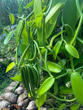 vanilla suppliers export in sri lanka