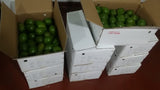 Sri Lanka Avocado supplier exporter