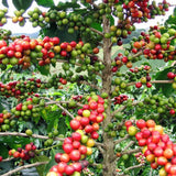 Arabica Coffee Beans   - Unroasted - LK Trading Lanka (Private) Limited