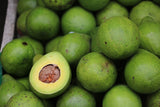 Avocado suppliers exporters importers Sri Lanka