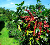 Roasted Arabica Coffee beans - Sri Lankan - LK Trading Lanka (Private) Limited