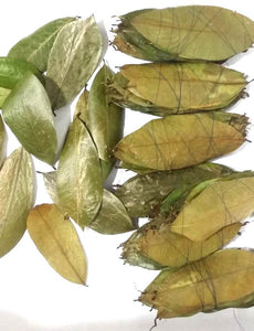 Dehydrated soursop leaves