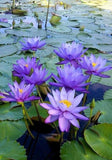 Dehydrated Blue Water Lily Flowers Exporters Supplier Sri Lanka LK Trading Lanka (Private) Limited