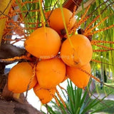 Orange Color Sweet Fresh Tender King Coconut Exporters Supplier Sri Lanka LK Trading Lanka (Private) Limited