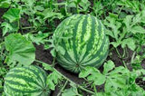Watermelon - LK Trading Lanka (Private) Limited