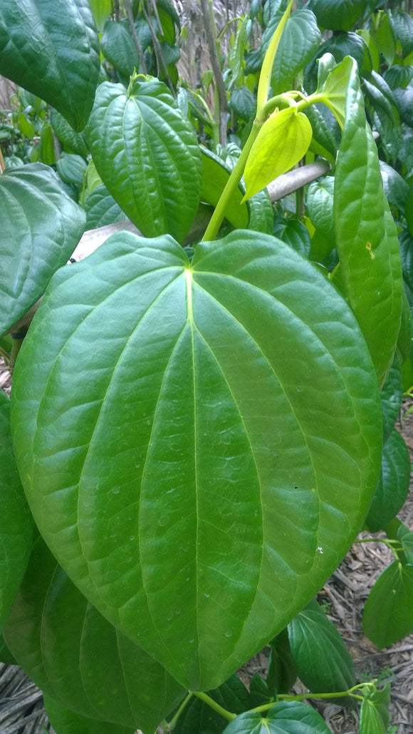 Betel Leaves paan leaf Exporters Supplier Sri Lanka LK Trading Lanka (Private) Limited