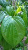 Betel Leaves paan leaf Exporters Supplier Sri Lanka LK Trading Lanka (Private) Limited