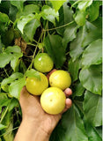Passion fruit - LK Trading Lanka (Private) Limited
