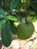 Fresh Soursop Guanabana Graviola Guanabana Annona  guyabano  guanábana Tropical Fruit Sri Lanka - LK Trading Lanka (Private) Limited