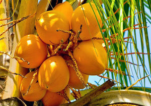 Sweet Fresh Tender King Coconut (Orange Color) - LK Trading Lanka (Private) Limited