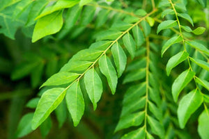 Curry tree leaf curry leaves - LK Trading Lanka (Private) Limited