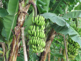 Fresh Banana  (Sweet banana, Sour banana) Exporters Supplier Sri Lanka LK Trading Lanka (Private) Limited